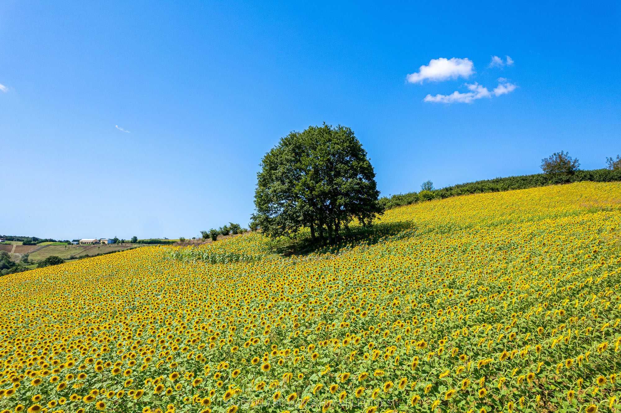 Kandıra Ayçiçek Tarlaları, Sunflower Fields İn Kandıra Kocaeli